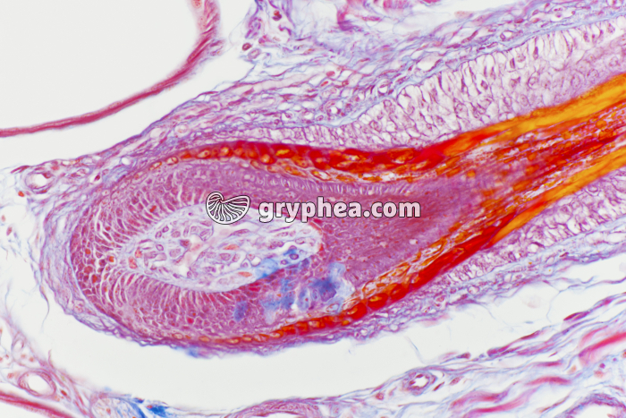 Follicule pileux CL x100 - gryphea.org
